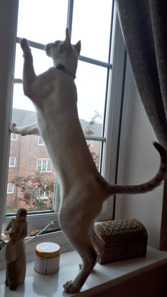 jolenehunter's tweet photo. He would do it again!! 🙈🙄 #Liability #WindowRestrictors #JessiePinks #BaseJumper (ex) #TeamDiablo #CatsOfTwitter #catstagram @Diablo_Siamese https://t.co/c5ekyww33o