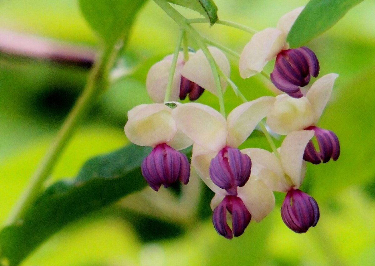 花 通草 つうそう アケビ 老僧に 通草を貰ふ 暇乞 いとまごい 正岡子規 今日の誕生花 アケビ 花言葉 才能 4時 ﾅｴ