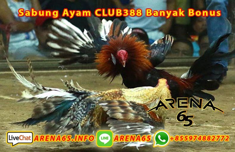 AOsg777's tweet photo. Agen Sabung Ayam
Bonus Deposit | Cashback | Win 8x
CLUB388 | S128 | CFT2288
info lebih lanjut :
Whatsapp : +855 974 882 772
Line : ARENA65
https://t.co/pSjT9FBLnH
#bandung #semarang #jawatimur #sedih #pewe https://t.co/XsPKxqr8As