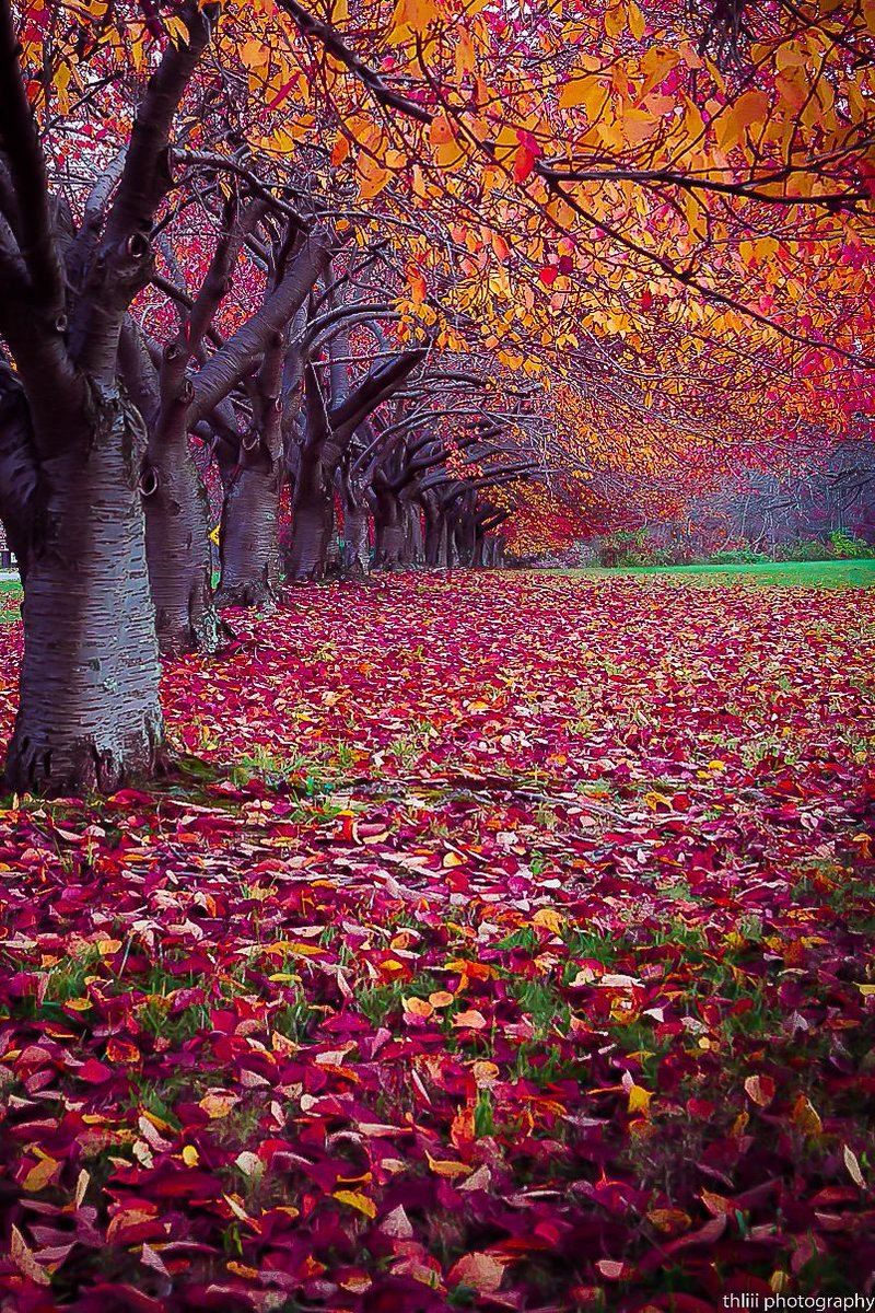 🍁 🍁🍁 🌻🍁🍁Enjoy Your Autumn