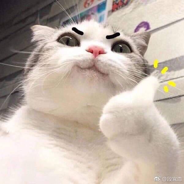 แมวมาเทคแคร์บัดดี้ tweet media