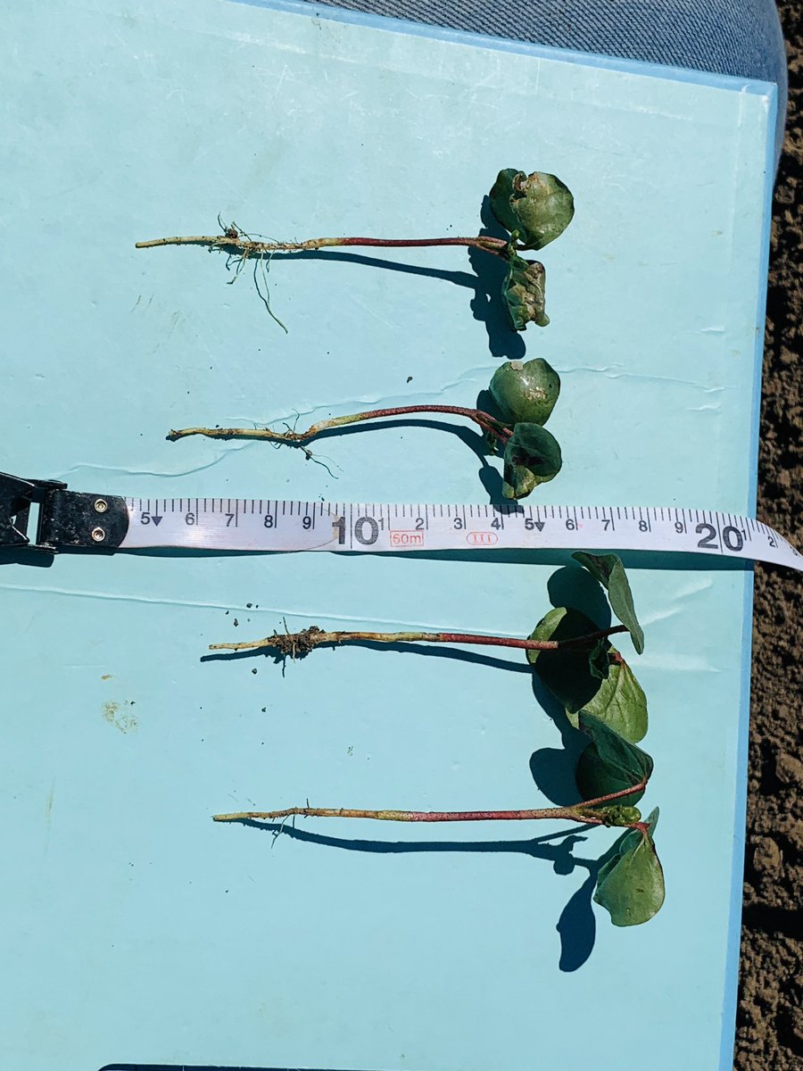summitagconsult's tweet photo. Looking at the benefits at biofilm in cotton, helping to get crops in early, reduce lag due to cool weather and buy some more days of growth @OneCrop_Film @HeathMcwhirter @em_ayliffe https://t.co/qxou6el5Wl