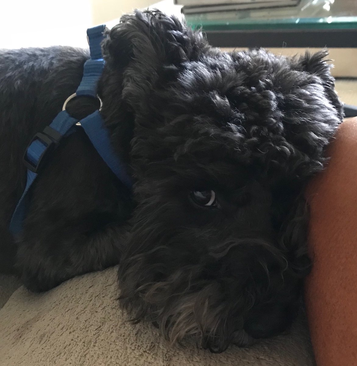 XXXAmberLynns's tweet photo. Happy #NationalDogDay to my #FurBaby #Mighty My Life Would Not BeThe Same Without My Dog.
#MrMighty #AdoptDontShop #RescuePetNeverRegret #AmberLynn https://t.co/LJMUt91Tnu