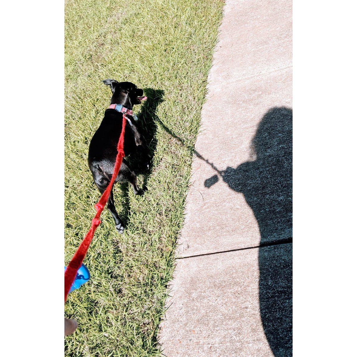 asmalltangirl's tweet photo. #NationalDoSomethingForYourDogDay 🐾💕 We went for a mile run, played some fetch & cudddddled HARD on the couch
Oh & Matt gave him a chicken tender for lunch
He's happy, full and already asleep ❤️
#MyFirstChild #JeromieTheHomie https://t.co/Ecp8tfIZIe