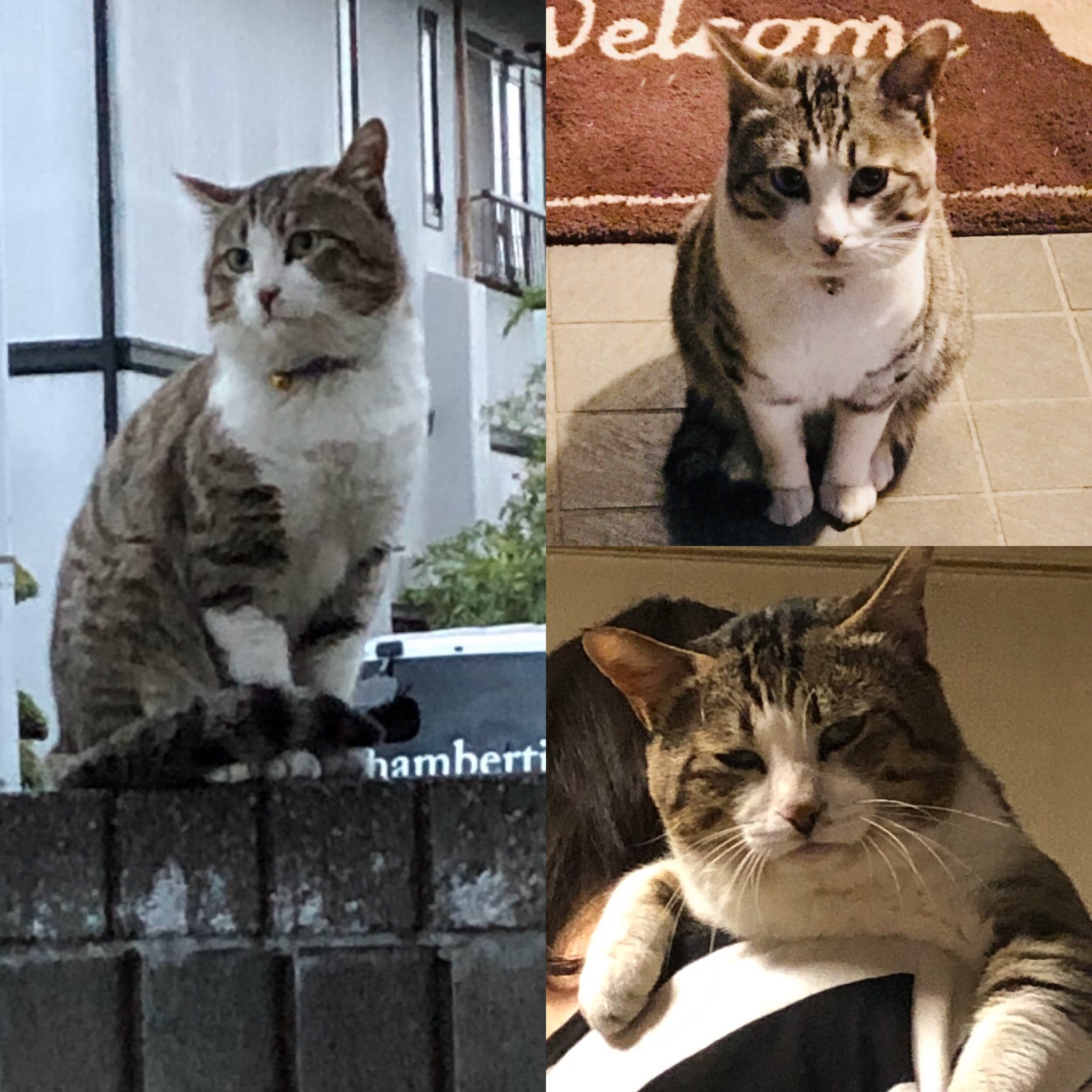 Hanako キジトラ白ハチワレのオス猫迷子 栃木県宇都宮市鶴田の鹿沼街道寄り環状線沿い近くから行方不明になって2週間過ぎました 10月5日からです おっとりしていて甘えん坊の男の子 3歳 です 紫色の首輪を付けていましたが外れている可能性もあります