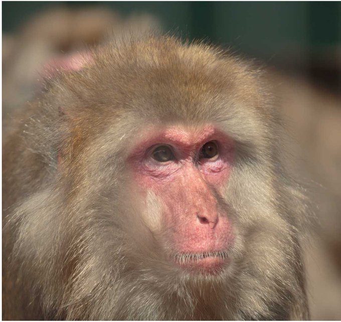 ニホンザルの飼育日誌のtwitterイラスト検索結果