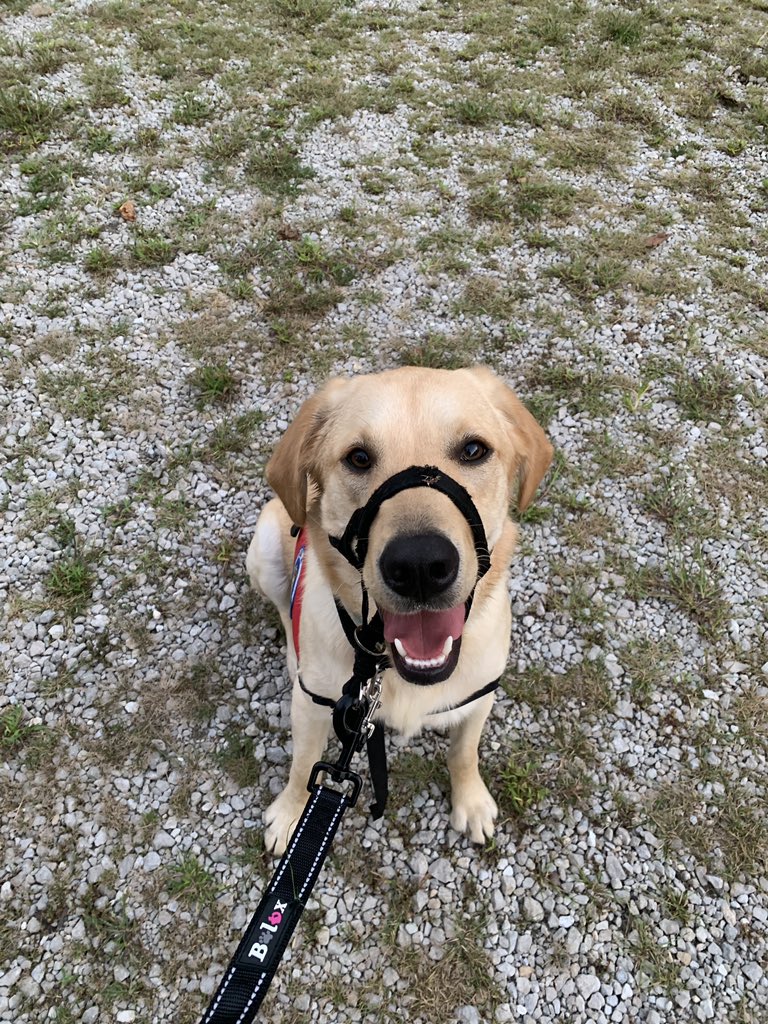 IndyPendencesdo's tweet photo. Happy national #makeyourdogsday!!!! It’s been such an eventful day filled with so much love!! https://t.co/GCWWFpgN7S