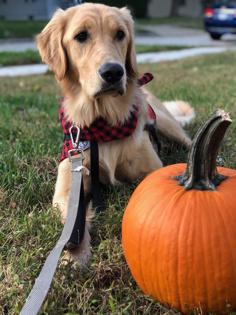 IndyPendencesdo's tweet photo. Happy national #makeyourdogsday!!!! It’s been such an eventful day filled with so much love!! https://t.co/GCWWFpgN7S