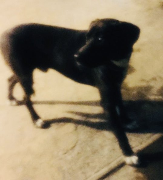 Adoptame Naucalpan tweet media