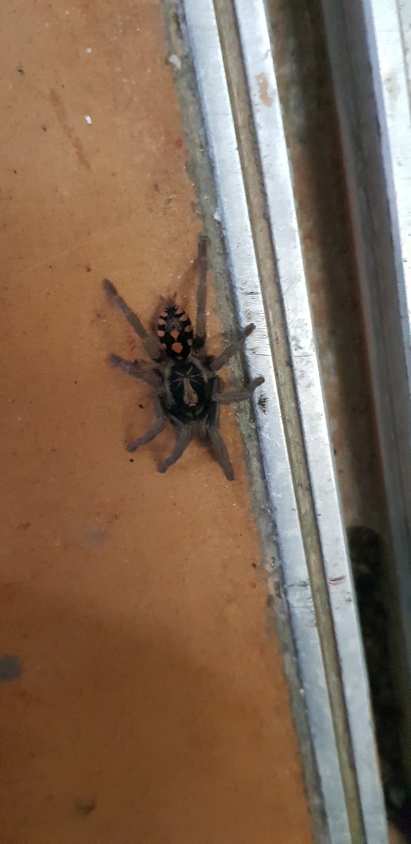 Wlagomez's tweet photo. Hola @Arachno_Cosas esta la encontré en cartagena Colombia https://t.co/mIdMFeoEFW