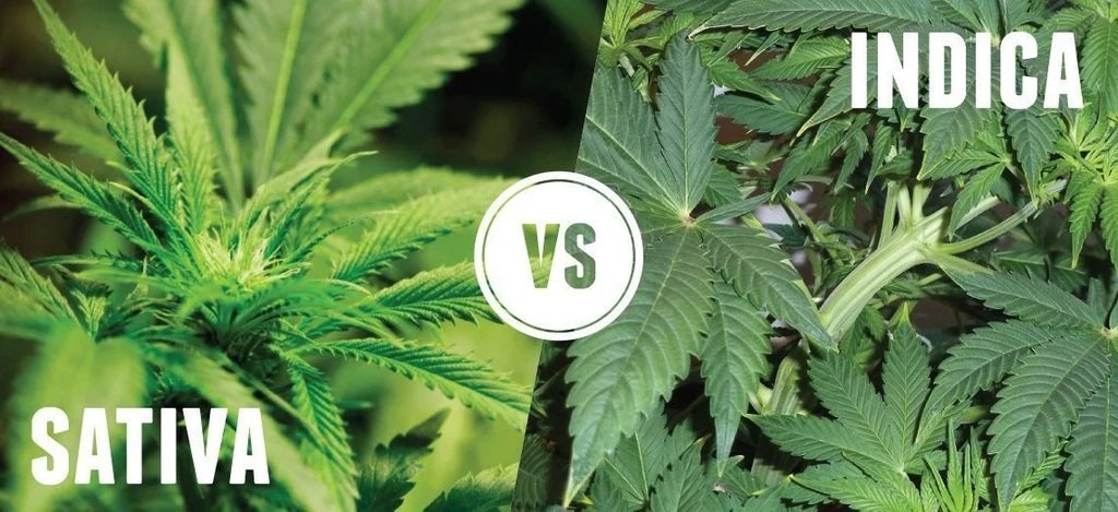 THC, CBD, Oh My! Cannabis Lingo for Beginners weedzmagazine.com/thc-cbd-oh-my-…