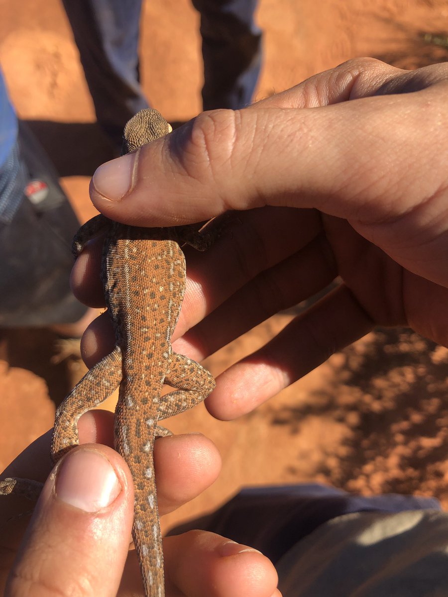 J_Stingemore's tweet photo. How awesome is the spectacular pattern (&amp; smirk) on this Rufus Sand-Dragon (Ctenophorus rubens) - and he is still a juvenile.

Found in the arid sandy areas of the Exmouth Gulf with an isolated population around @BushHeritageAus #HamelinStation. #WildOz #ReptilesRock https://t.co/gf3okG6Z1T