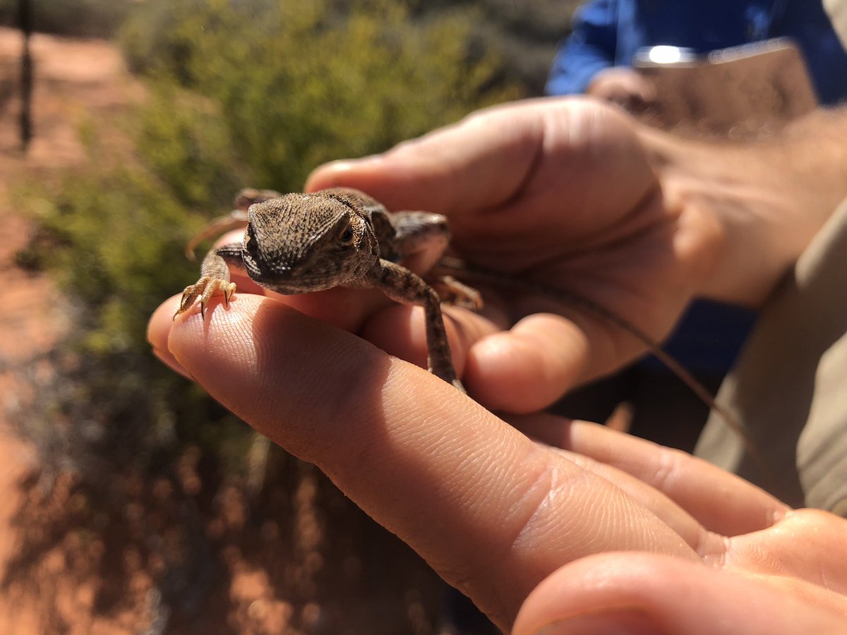J_Stingemore's tweet photo. How awesome is the spectacular pattern (&amp; smirk) on this Rufus Sand-Dragon (Ctenophorus rubens) - and he is still a juvenile.

Found in the arid sandy areas of the Exmouth Gulf with an isolated population around @BushHeritageAus #HamelinStation. #WildOz #ReptilesRock https://t.co/gf3okG6Z1T