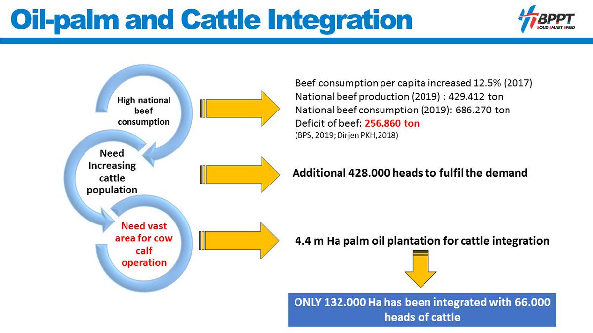 BPPT_RI's tweet photo. 5. @hammam_riza: Tantangan 4.4 juta hektar kebun kelapa sawit dpt kita manfaatkan u/meningkatkan perekonomian. BPPT dgn konsep integrasi sapi sawitnya sdh melakukan riset&pemanfaatannya, bahkan bisnis modelnya.
Kita yakin bisa menambah berat badan sapi hingga 0.8kg/hari
#ICOP2019 https://t.co/CxEdWPmg59
