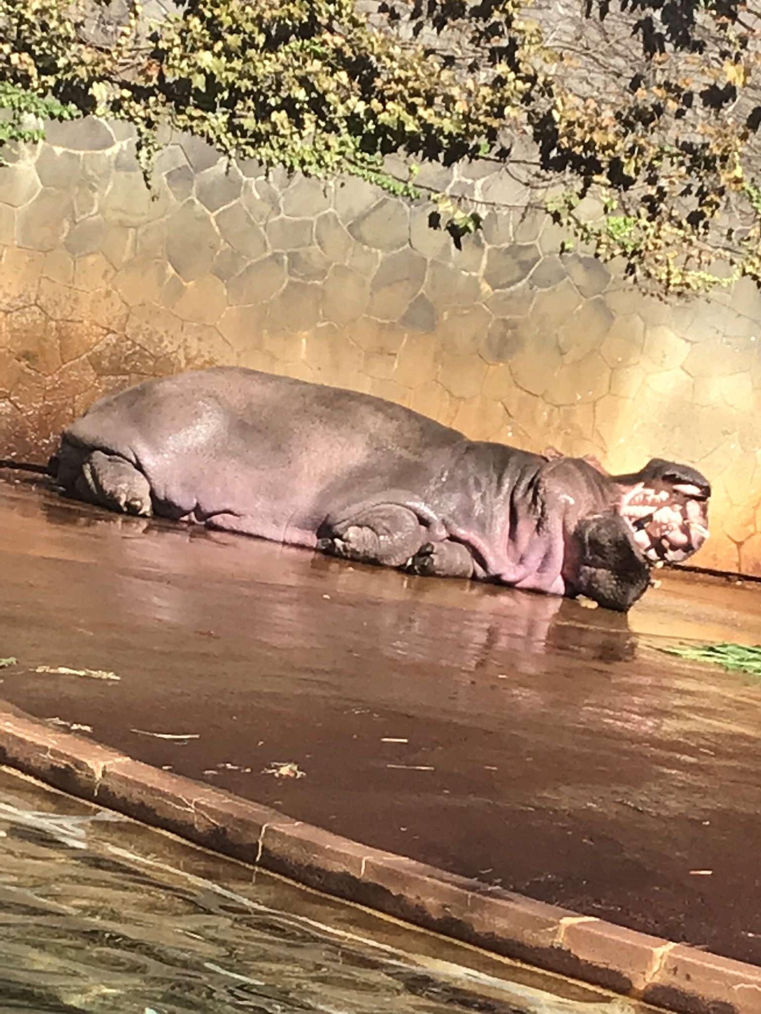 前田紗英 動物園行った カバとワニです 祝福 楽しかった 影も自撮りに含まれる気がする T Co 7uja4ihtor Twitter