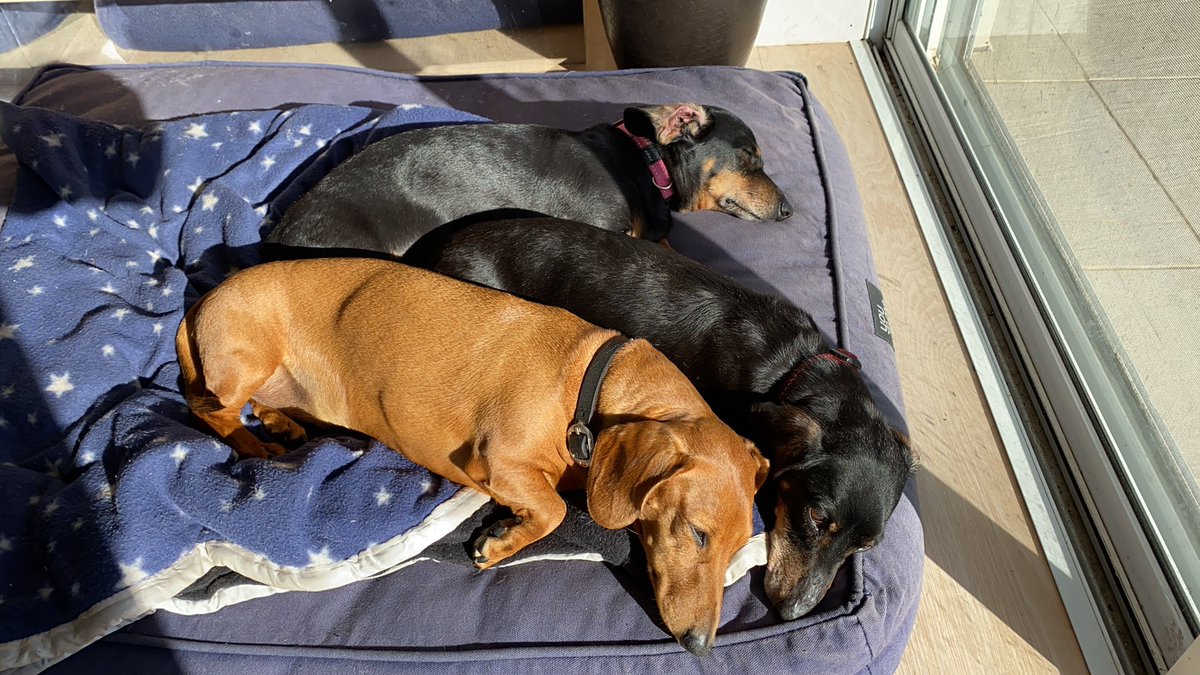 cenotesolutions's tweet photo. @cfattorewvu Here you go; three lovely sausages sizzling in the Sydney sun https://t.co/3U2EEHxutp