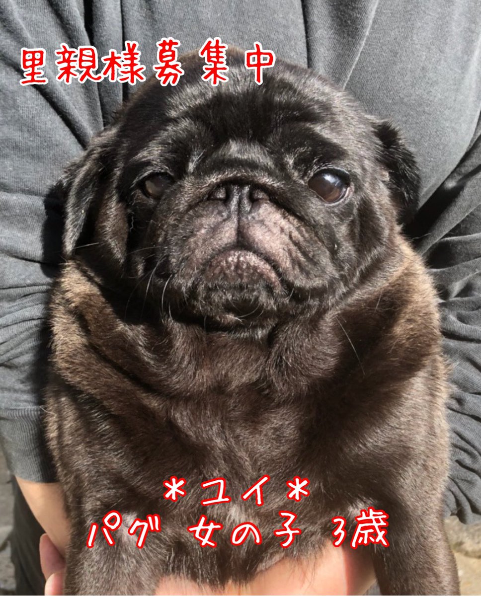 保護犬カフェ 鶴橋店 در توییتر 里親様募集中 本日保護のパグちゃんと フレンチブルドッグちゃん達です 店舗移動の可能性もございますので お問い合わせはお電話にてお願いします 06 4309 8715 里親募集中 保護犬カフェ鶴橋店 パグ フレンチブルドッグ 殺処分 保護犬カフェ 鶴橋店 در توییتر 里親様募集中 本日保護のパグちゃんと フレンチブルドッグちゃん達です 店舗移動の可能性もございますので お問い合わせはお電話にてお願いします 06 4309 8715 里親募集中 保護犬カフェ鶴橋店 パグ フレンチブルドッグ 殺処分