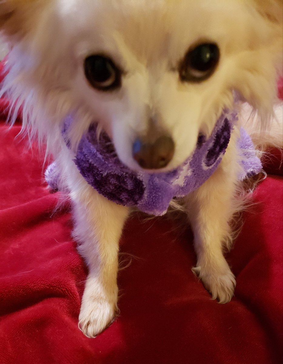 cajunchihuahua's tweet photo. Hewwo!! - Happy 🥰🐾 #adoptdontshop #eusoh #chewy #doglife https://t.co/9enzYyKuqI