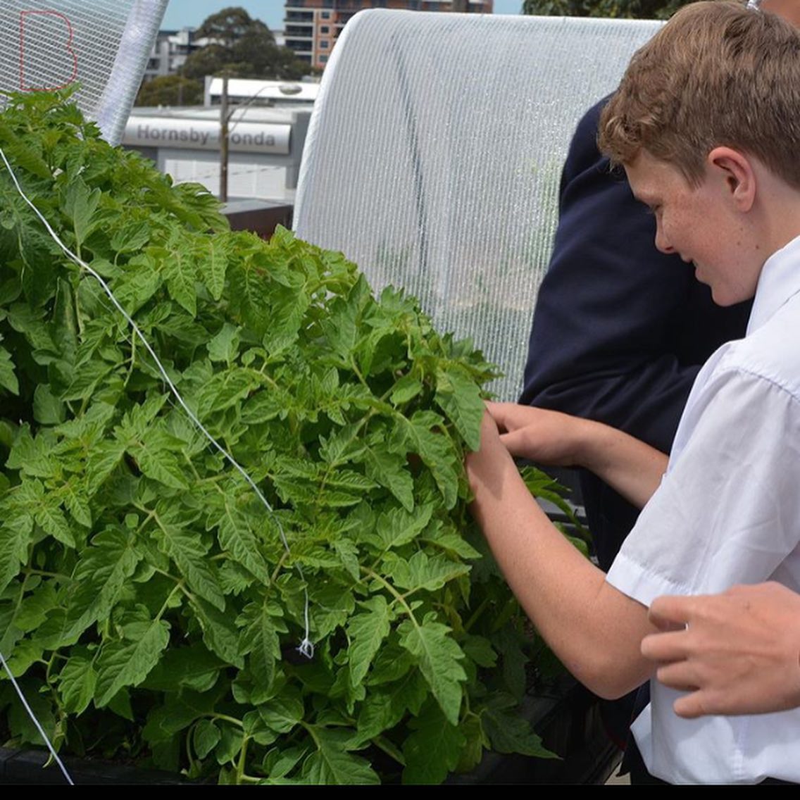 VEGEPODS UPDATE | After five weeks, our vegepods are growing quicker than expected thanks to a bit of rain and sunshine over the break. Our Year 9 students enjoyed trying some of their first grown lettuce! #WeAreBarker

Repost @BarkerCollege, Hornsby, Sydney #gardeningkids