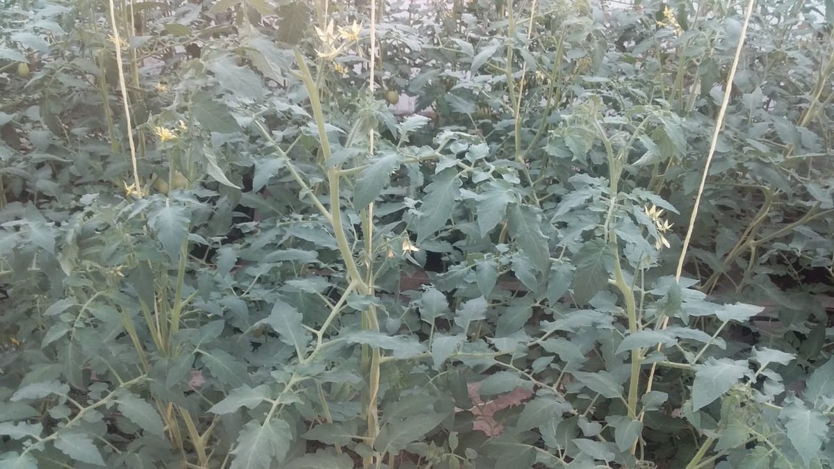 Likoni Kaya LIKAGRO tweet media