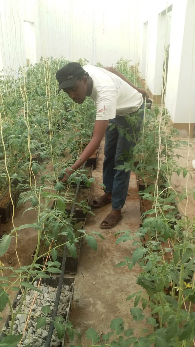 Our chairman Mr. Adam Malumbo inspecting our vegetable garden. Tomatoes in the making. <a href="/MbokoMishi/">Hon. Mishi Mboko, CBS</a> <a href="/AgroNatureNig/">AgroNatureNG</a> <a href="/MombasaCountyKe/">Mombasa County</a> @WilsonNolly <a href="/Kishoka9/">Kishoka</a> <a href="/thoughtforfood_/">Thought For Food</a> <a href="/AliMashua/">Ali Mashua</a>