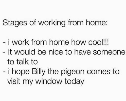 Robertatranslates What Stage Of Workingfromhome Have You Reached Freelancers I Still Think That It S Very Cool Pidgeonsaregros Translation Translator Xl8 Traduzione Traduttore Traducciones Traductores Languages