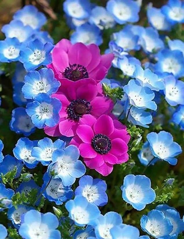 Good morning my Twitter friends world 💕 Happy day
