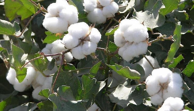 The classical writer Herodotus wrote about Indian cotton:"In India, there are trees which grow wild there, the fruit whereof is a wool exceeding in beauty and goodness that of sheep. The natives make their clothes of this tree-wool".