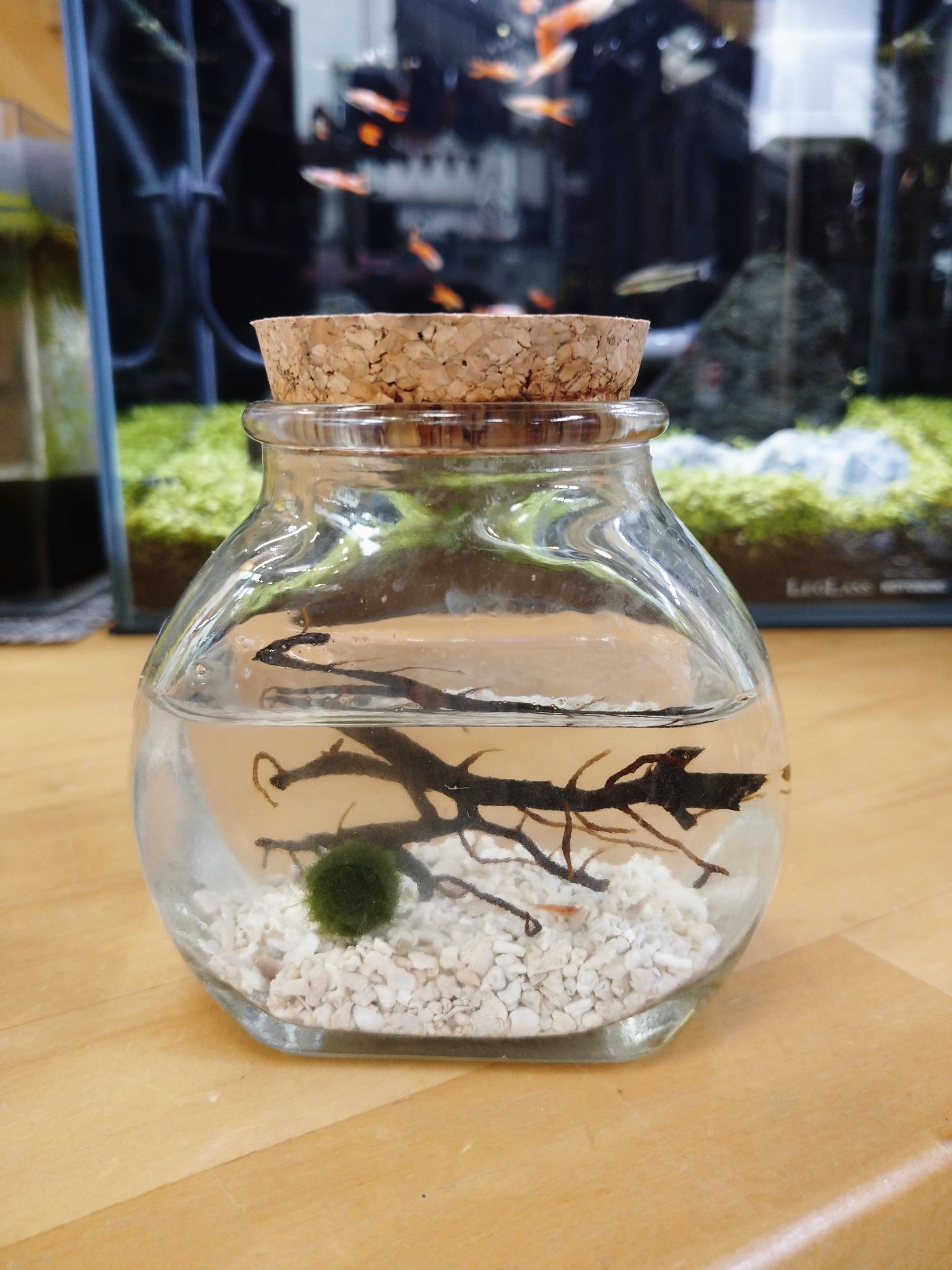 تويتر Aqua Mint على تويتر ベタ ネオンテトラ ラミーノーズなどなど 熱帯魚各種入荷いたしました スカーレット シュリンプ瓶入り ﾔｷﾞ ﾏﾘﾓつき 入荷いたしました ご来店お待ちしております アクアミント ベタ 熱帯魚 スカーレットシュリンプ T