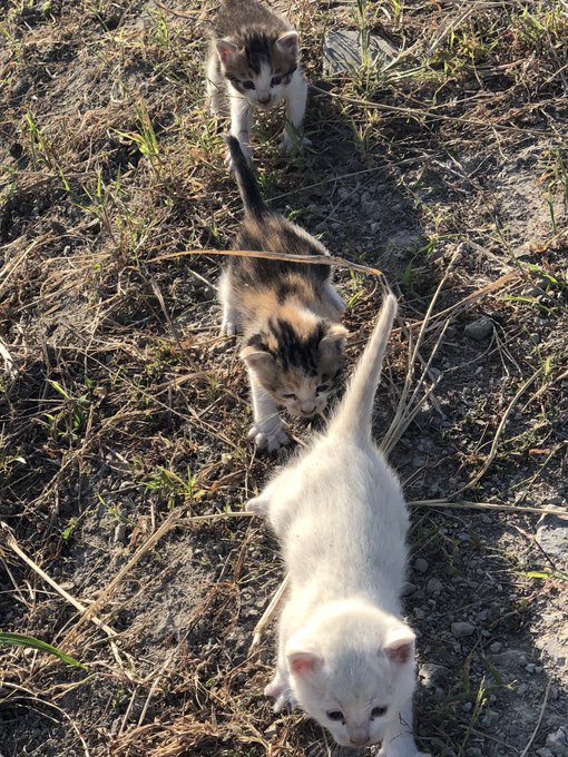 ユニーク猫 子供 守る かわいい子供たちの画像