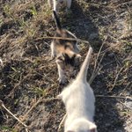 「オゴリまっせ」が当たった!きっと拾った猫の恩返しだ!