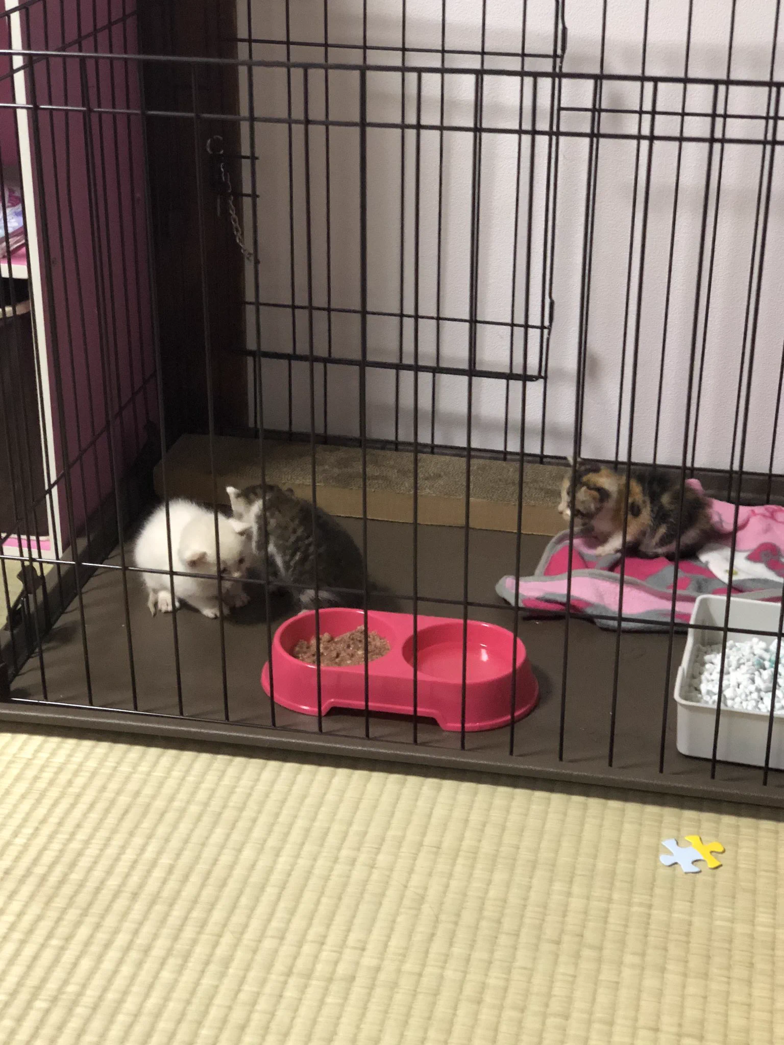 「オゴリまっせ」が当たった！きっと拾った猫の恩返しだ！！
