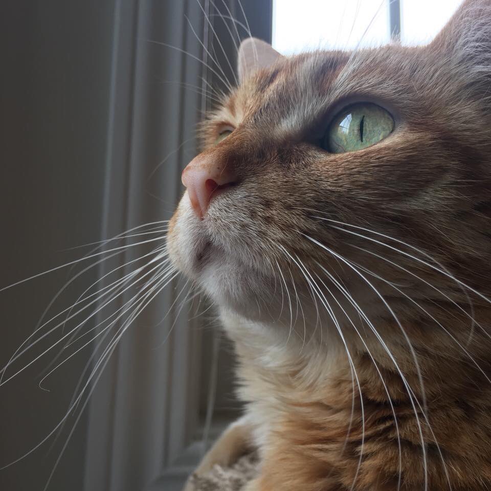 szzwq's tweet image. #taffythecat #WhiskersWednesday