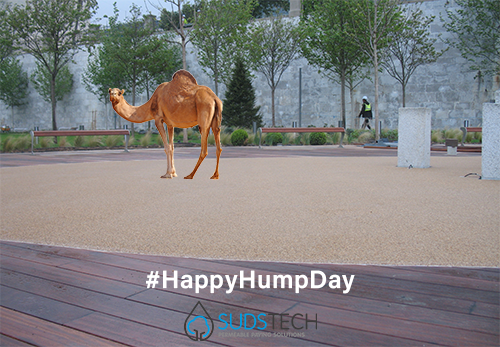 SudstechPaving's tweet photo. Camile spotted at our centenary gardens in Gibraltar #HappyHumpDay #HumpDayMotivation #WednesdayMotivation #WednesdayWisdom #WednesdayThoughts #permeable #paving #sudstech #resin https://t.co/Ia7o0Em4Jq