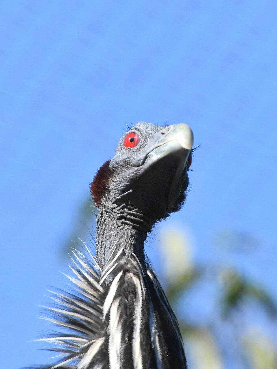 Koichi Murata 青空に映える赤い目 フサホロホロチョウ ズーラシア Guineafowl Zoorasia T Co Dnt3pxvcvt Twitter