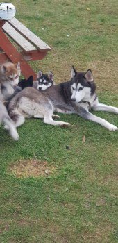 MissingPetsGB's tweet photo. ๐ TINA #SiberianHusky
#Missing from #Leasingham #NG34 since Monday 14th October 2019
TINA is wearing a brown leather collar and black harness. She ran from Leasingham to Scredington, near #Helpringham #Nottingham
Has not been seen since 15/10/19
https://t.co/M77Hc52LcL https://t.co/d3xbsuDSSN