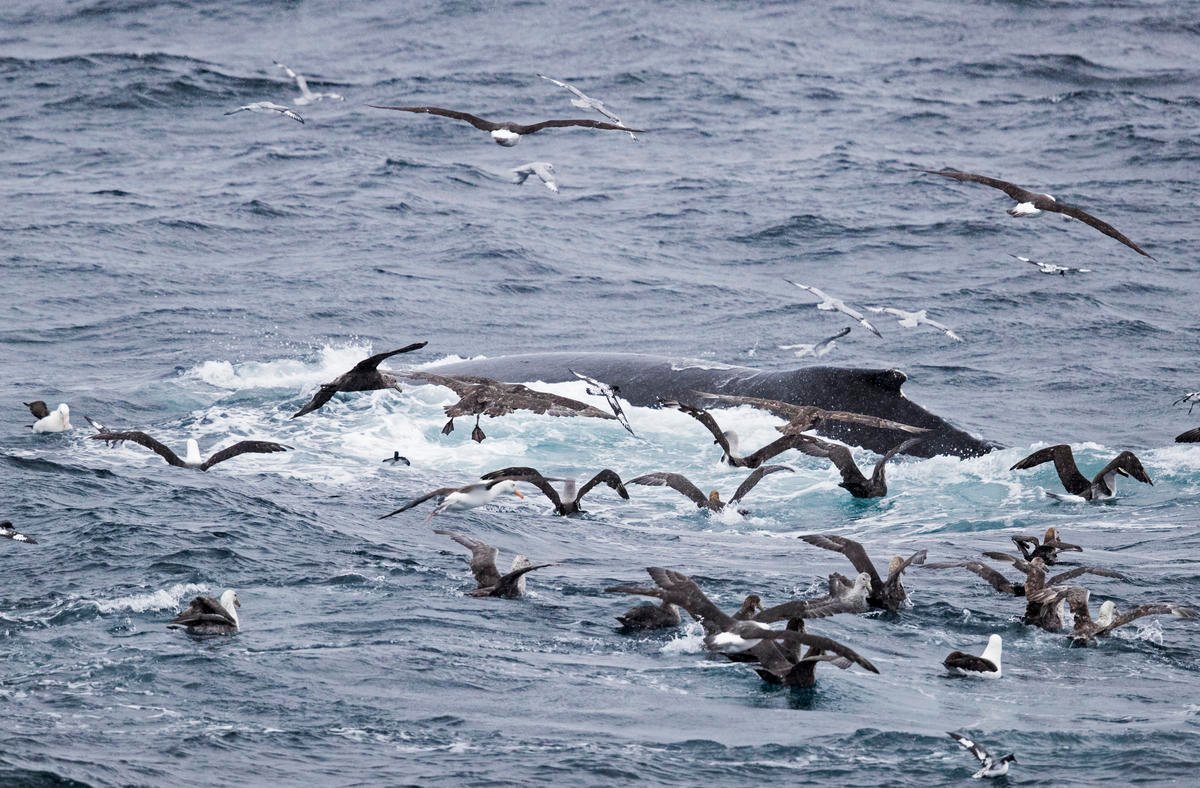Weird to see the Norwegian government showing off its ocean credentials at #OurOcean2019, while undermining the Global Ocean Treaty at the UN. A strong treaty is the best hope for people + wildlife that depend on the seas. #OurOcean #ProtectTheOceans <a href="/erna_solberg/">Erna Solberg</a>
