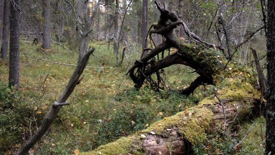 Kuusamon yhteismetsä suojelee Koistin vanhan metsän alueen Suomussalmella. #KainuunELY #ELYkeskus #Kainuu #Suomussalmi #luonnonsuojeluelue #Koistinvaara 
Lue lisää tiedotteesta: bit.ly/Koistinvaara