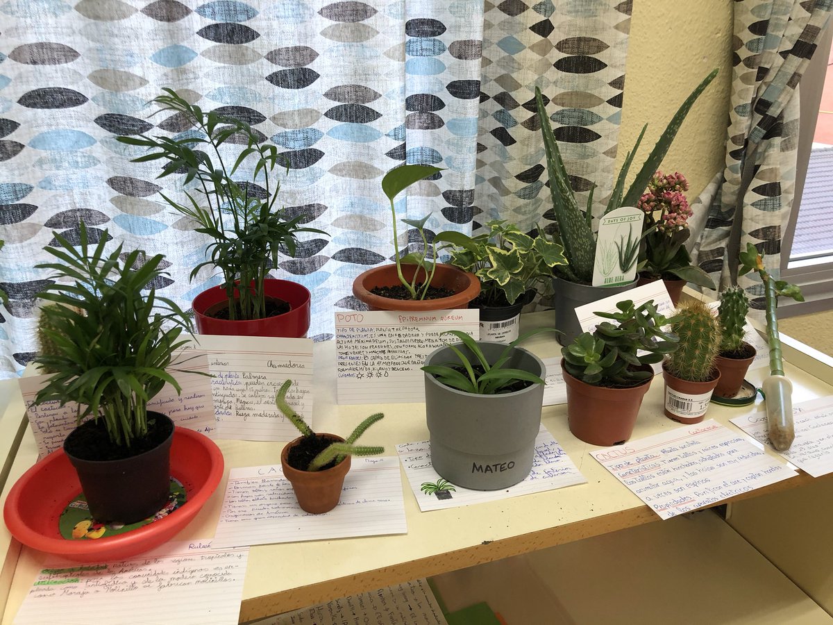 🌳 CEIP Severo Ochoa 🌳 tweet media