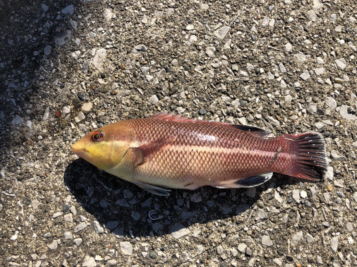 浅野学園生物部 Twitter પર 横須賀市で釣りをしてきました その釣果です キュウセン たくさん アカササ 2匹 ホシササ 4匹 フグ たくさん ウミタナゴ たくさん ハオコゼ 3匹 アナハゼ 1匹 コブダイ幼魚 1匹 カレイ幼魚 1匹 T Co 7jzcxqz0bk