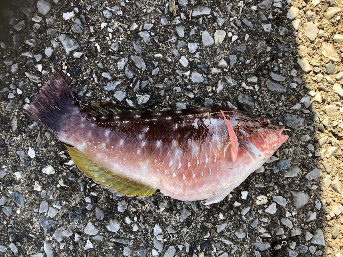 浅野学園生物部 横須賀市で釣りをしてきました その釣果です キュウセン たくさん アカササ 2匹 ホシササ 4匹 フグ たくさん ウミタナゴ たくさん ハオコゼ 3匹 アナハゼ 1匹 コブダイ幼魚 1匹 カレイ幼魚 1匹 T Co 7jzcxqz0bk