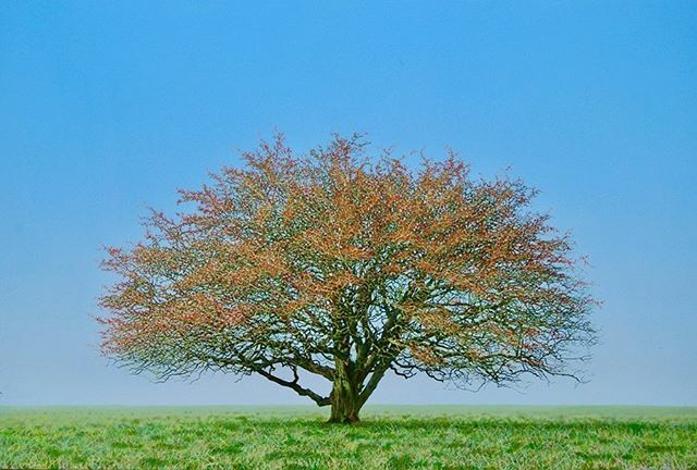 Hawthorn III. Acrylic on canvas. 80 cm x 120 cm. 
#hawthorn #maytree #hawthorntree #lonetree #trees #treepaintings #treepainters #solitarytree #landscapepaintings #landscapepainters #visualart #acrylicpaintings #artistsoninstagram #fineart #artoftheday #… ift.tt/31F2Zlk