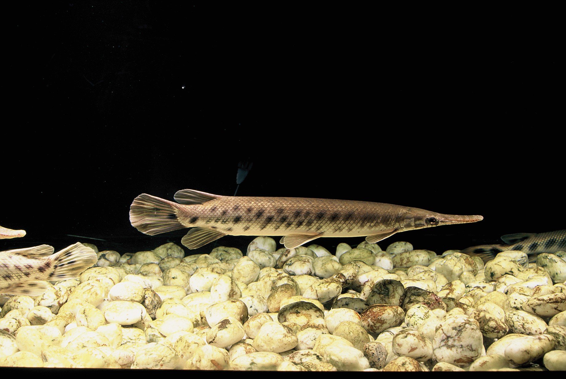 さいたま水族館・羽生水郷公園【公式】 в X: „【ハイドロシナ