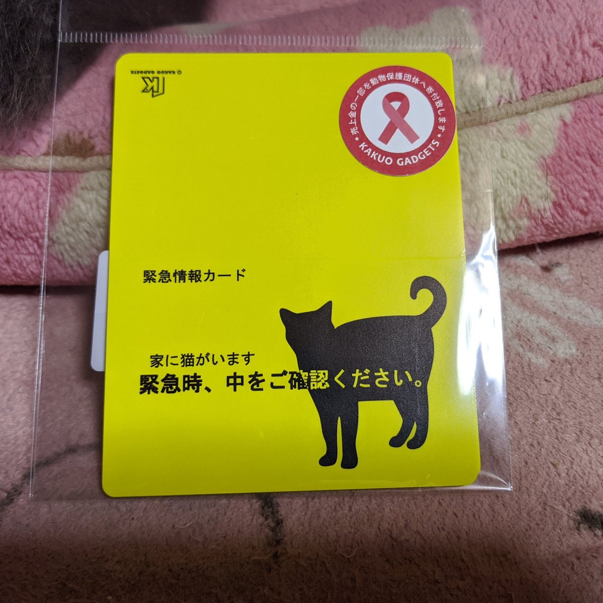 家に猫がいます