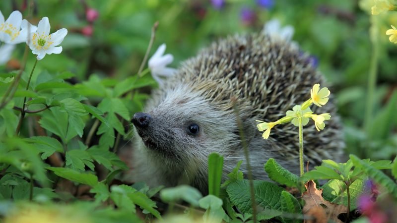Hedgehog Friendly Campus Launch, October 30th, 12 – 2 
Come along to the allotment to enjoy some hot drinks and cakes with guest speaker Yvonne Cox from Hedgehog Rescue. Located behind the David Smith Building on St Michael's Hill. 

hedgehogrescue.info