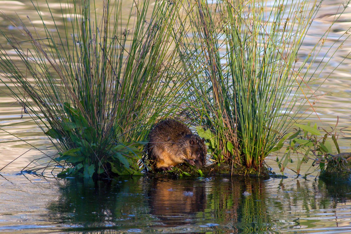 Rakali (Water Rat) from Horseshoe Lagoon this arvo in #Albury A very special native Australian rodent. #WildOz