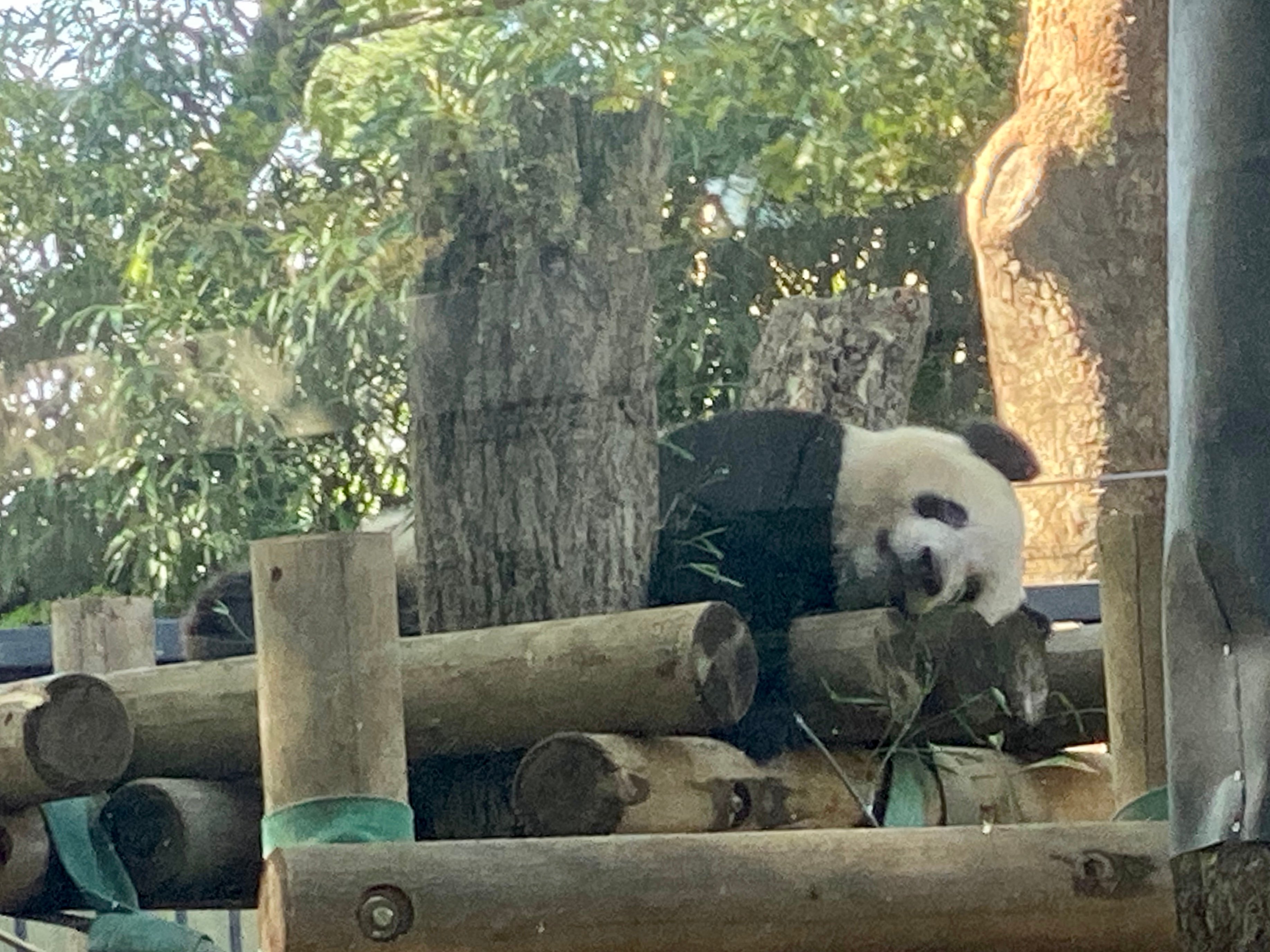 原田高志の英会話 英語スラング 略語講座 Ar Twitter シャンシャンとカンフーパンダde名言 昨日はヒストリー 過去 明日はミステリー 未知 今日はギフト 贈り物 だから今この時をプレゼント 現在 というんだよ パンダと今月で運休になるモノレール