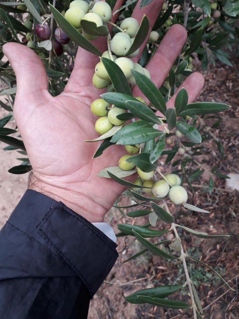 Xavier Figuerola tweet media