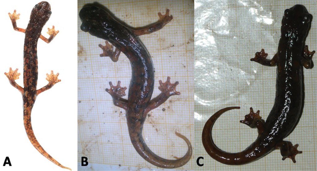 herpetozoa's tweet photo. New study on the stability of the #dorsal pattern of European cave #salamanders via photographic #identification proves that dorsal pattern is more suitable for recognition than that of their limbs.

Study: https://t.co/Twu4JiDCTi 
#Biodiversity #Taxonomy #Zoology #Amphibia https://t.co/5vg204bscc