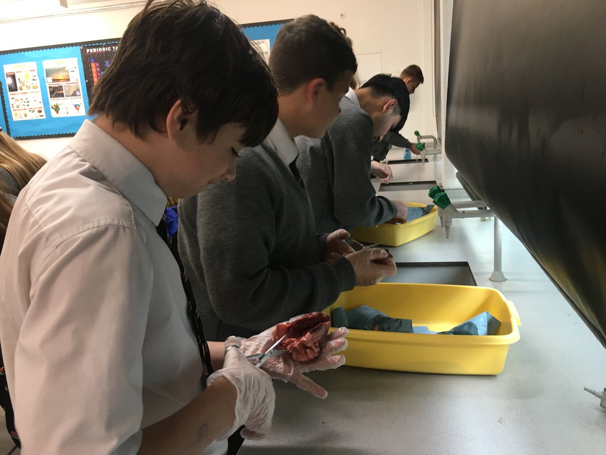 de Stafford School tweet media